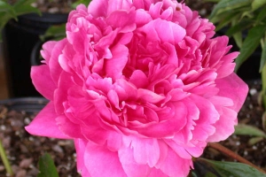 Peony 'Kansas' 